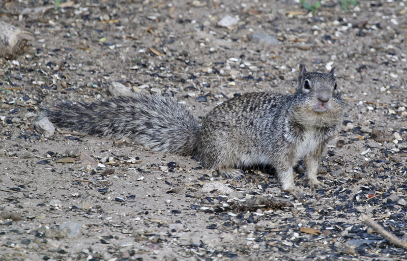 Rock Squirrel (Otospermophilus variegatus) Arizona - Madera Canyon, Santa Rita Lodge