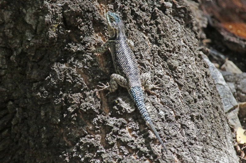 Yarrow's Spiny Lizard (Sceloporus jarrovii) Arizona - Coronado National Forest - Ramsey Canyon Preserve
