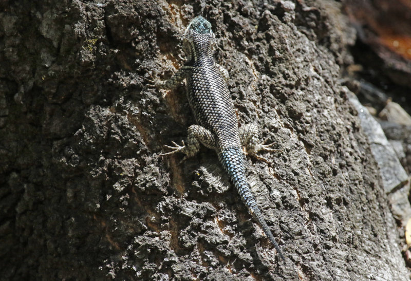 Yarrow's Spiny Lizard (Sceloporus jarrovii) Arizona - Coronado National Forest - Ramsey Canyon Prese