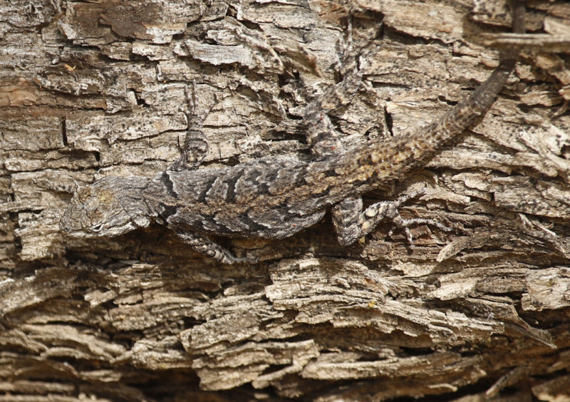 Tree Lizard (Urosaurus ornatus) Arizona - Tucson, Lincoln Regional Park