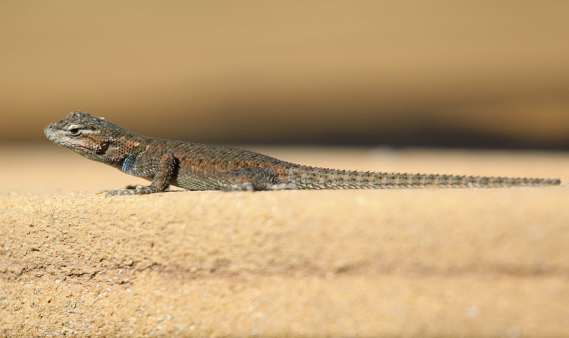 Fence Lizard (Sceloporus undulatus) Arizona - Chiricahua Mountains, Southwestern Research Station