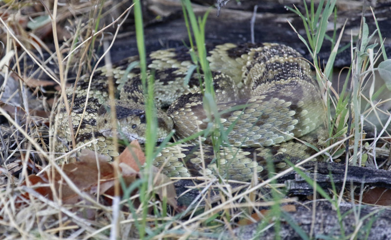 Black-tailed Rattlesnake (Crotalus molossus) Arizona - Coronado National Forest, Cave Creek Ranch