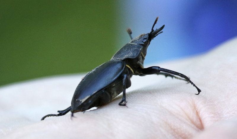 Cottonwood Stag Beetle (Lucanus mazama) Chiricahua Mountains, Southwestern Research Station