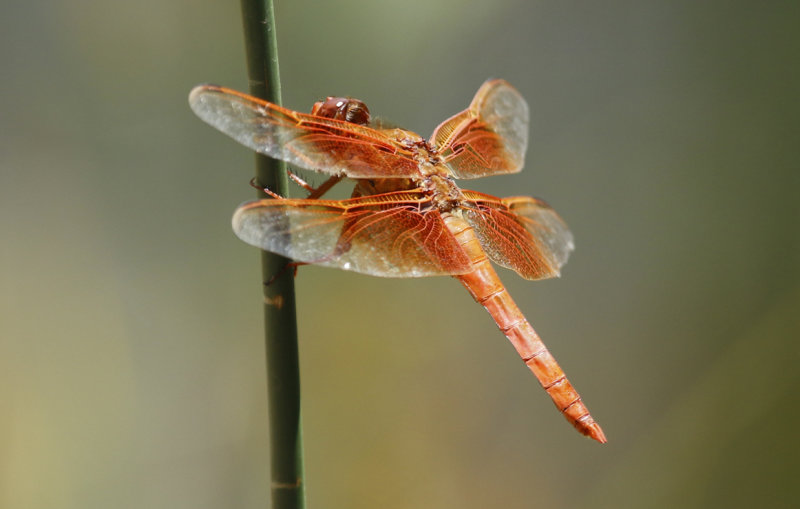 Flame Skimmer (Libellula saturata) Arizona - Coronado National Forest, Mount Lemmon, Rose Canyon