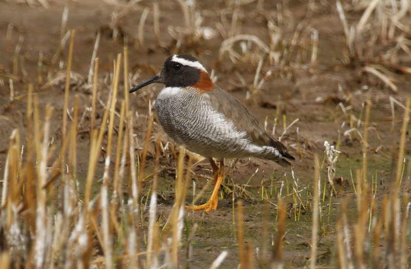 Diademed Sandpiper Plover (Phegornis mitchellii) *male* Chile - Región Metropolitana - El Yeso Valley