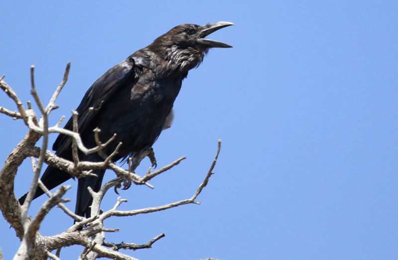 Northern Raven (Corvus corax clarionensis) Arizona - Grand Canyon National Park - South Rim