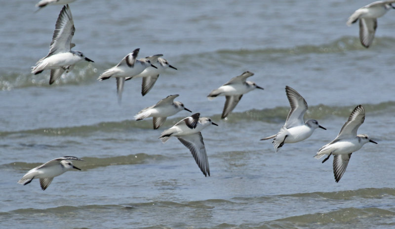 Sanderling (Calidris alba) Gambia - Kartong