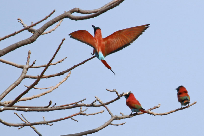 Northern Carmine Bee-eater (Merops nubicus) Gambia - Kartong