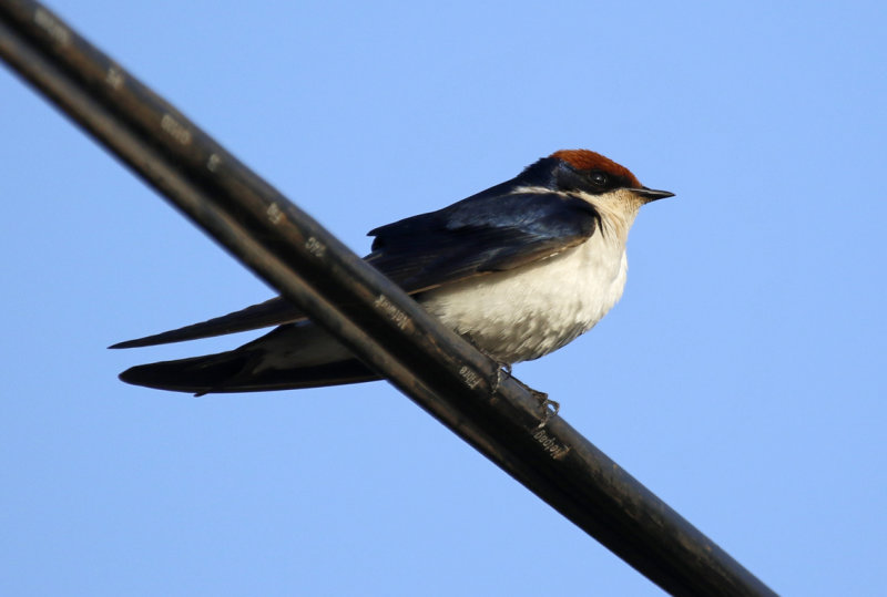 Wire-tailed Swallow ssp smithii (Hirundo smithii smithii) Gambia - Kotu Bridge