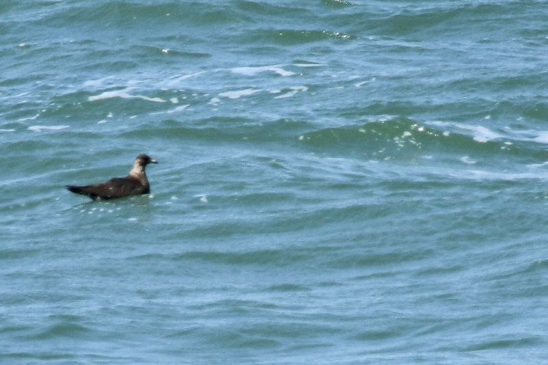 Pomarine Skua (Stercorarius pomarinus) Gambia - Banjul