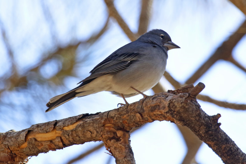 Tenerife Blue Chaffinch (Fringilla teydea) Tenerife - Vilaflor