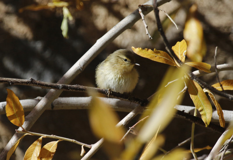 Canary Islands Chiffchaff (Phylloscopus canariensis) Tenerife - Parque Nacional del Teide - El Portillo