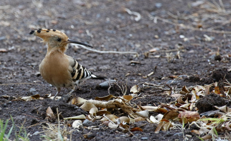 Eurasian Hoopoe (Upupa epops) San Sebastian de la Gomera