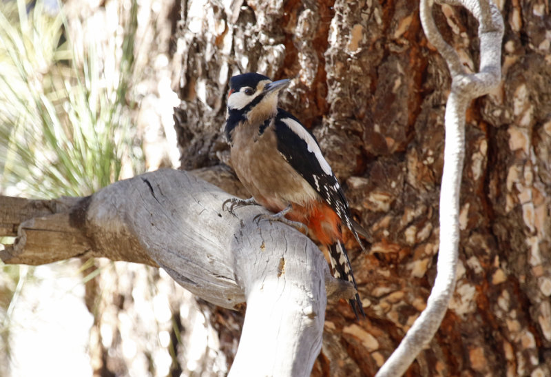 Tenerife Great Spotted Woodpecker (Dendrocopos major canariensis) Tenerife - Vilaflor