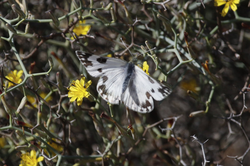 Bath White (Pontia daplidice) Tenerife - Malpaís de Rasca 