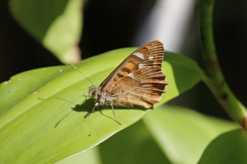 Canary Speckled Wood (Pararge xiphioides) Tenerife - Puerto de la Cruz