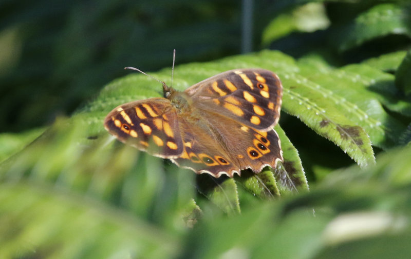 Canary Speckled Wood (Pararge xiphioides) Tenerife - Puerto de la Cruz