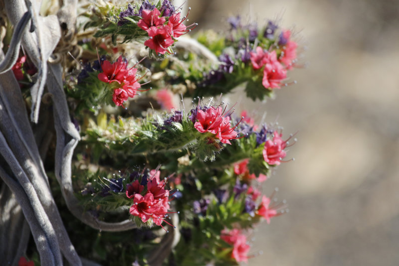 Tower-of-jewels, Mount Teide bugloss (Echium wildpretii subsp. wildpretii) Tenerife - El Teide 