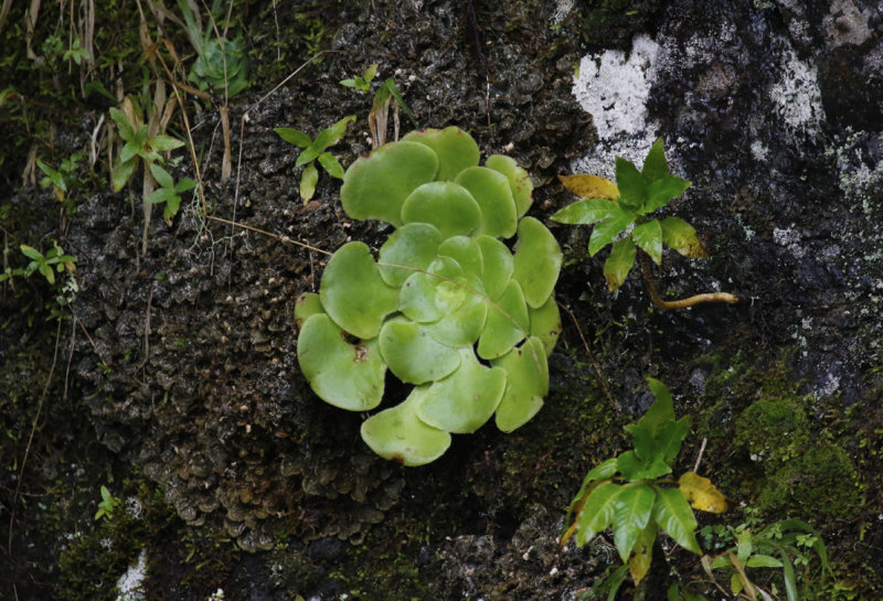 Spoon-leaved Houseleak (Aeonium canariense var. subplanum / Aeonium canariense subsp. latifolium) La Gomera - Garajonay P.N.