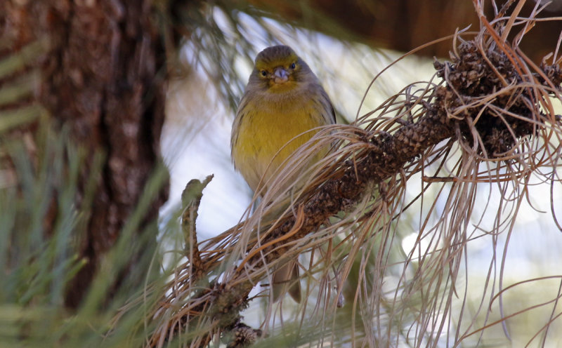 Island Canary, Atlantic Canary (Serinus canaria)