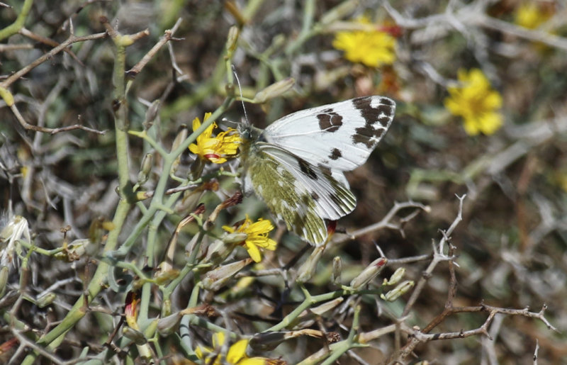 Bath White (Pontia daplidice) Tenerife - Malpaís de Rasca