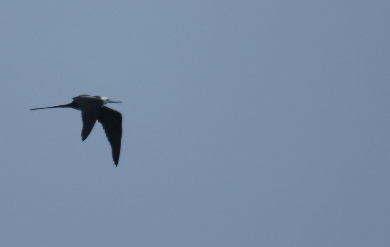 Magnificent Frigatebird (Fregata magnificens) Florida - Key Largo - John Pennekamp Coral Reef State Park