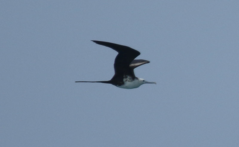 Magnificent Frigatebird (Fregata magnificens) Florida - Key Largo - John Pennekamp Coral Reef State Park