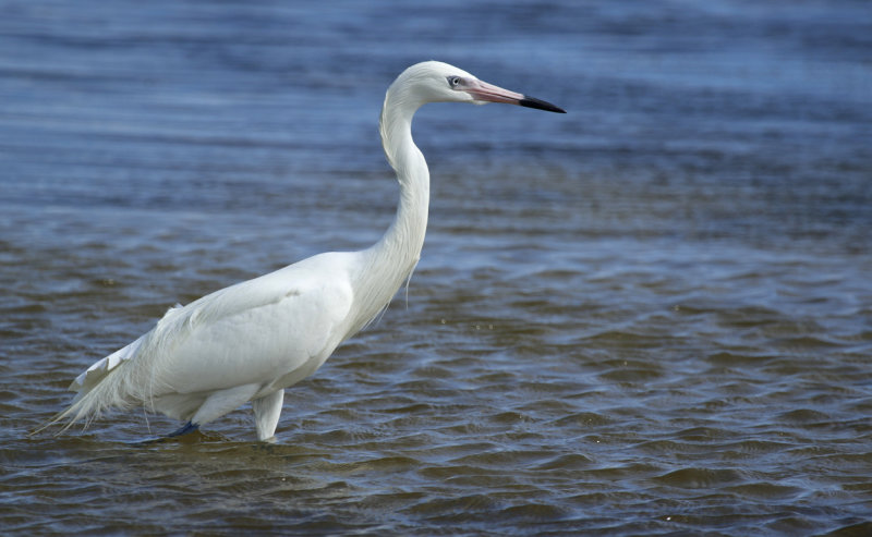 Reddish Egret (Egretta rufescens) (White Morph) US - Florida Keys - Long Key State Park