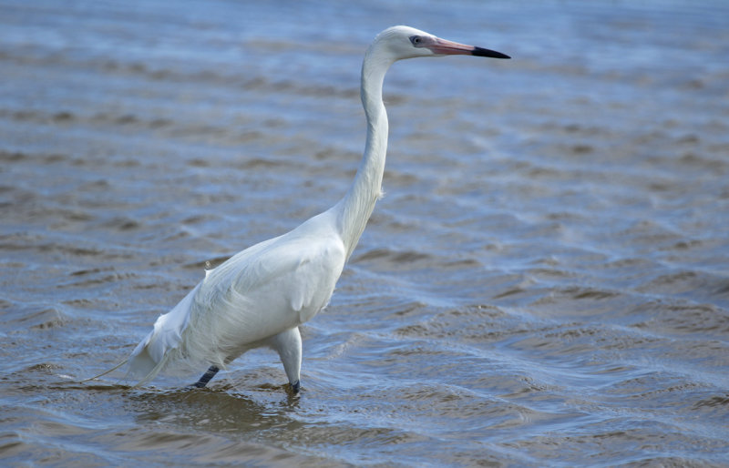 Reddish Egret (Egretta rufescens) (White Morph) US - Florida Keys - Long Key State Park