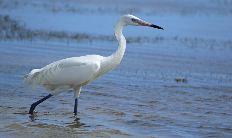 Reddish Egret (Egretta rufescens) (White Morph) US - Florida Keys - Long Key State Park