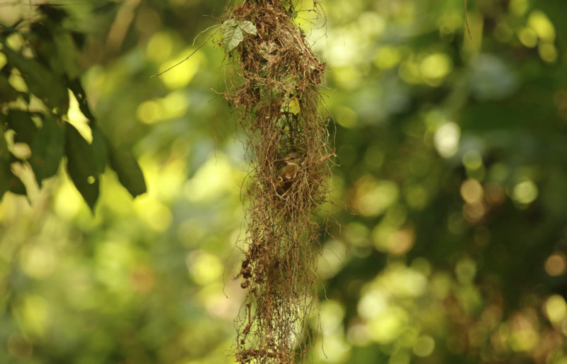 Amazonian Royal Flycatcher (Onychorhynchus coronatus coronatus ) Suriname - Commewijne, Peperpot Nature Reserve