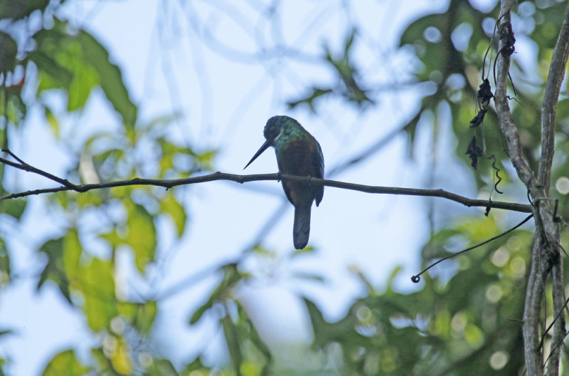 Green-tailed Jacamar (Galbula galbula) Suriname - Commewijne, Peperpot Nature Reserve
