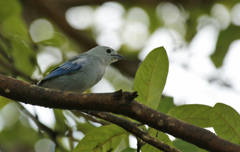 Blue-grey Tanager (Thraupis episcopus) Suriname - Paramaribo, Eco Resort Inn