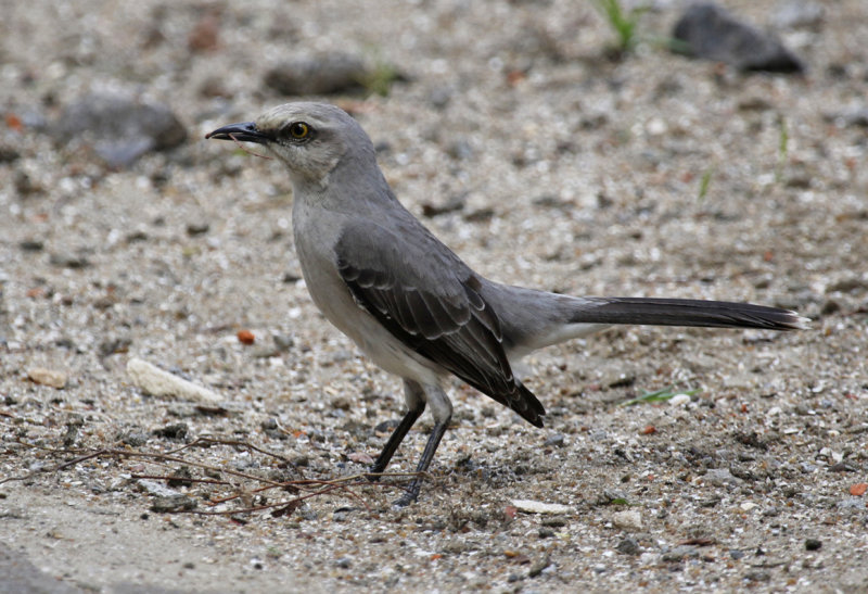 Tropical Mockingbird (Mimus gilvus) Suriname - Paramaribo