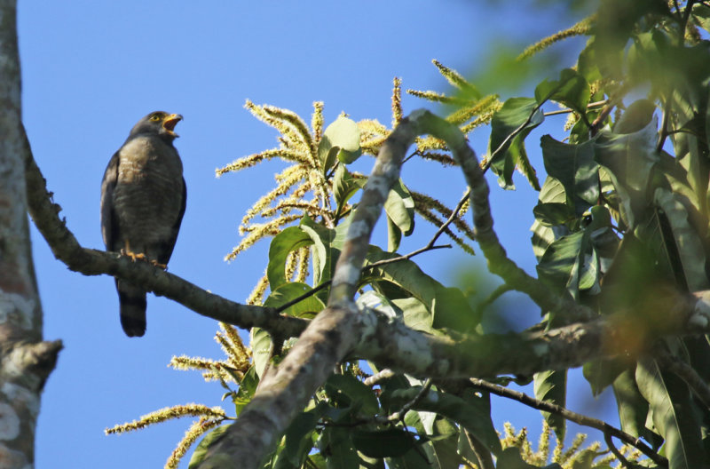 Roadside Hawk (Rupornis magnirostris) Suriname - Commewijne, Peperpot Nature Reserve