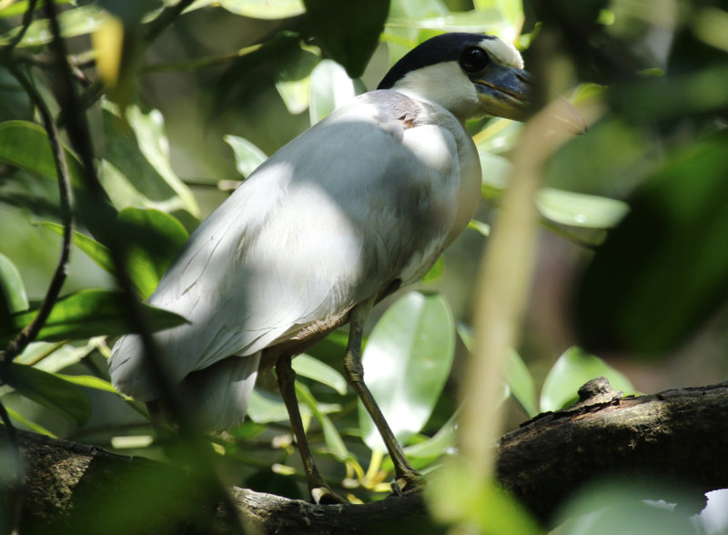 Boat-billed Heron (Cochlearius cochlearius) Suriname - Paramaribo, mouth of the Van Sommelsdijck Creek