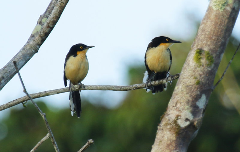 Passeriformes: Donacobiidae - Black-capped Donacobius