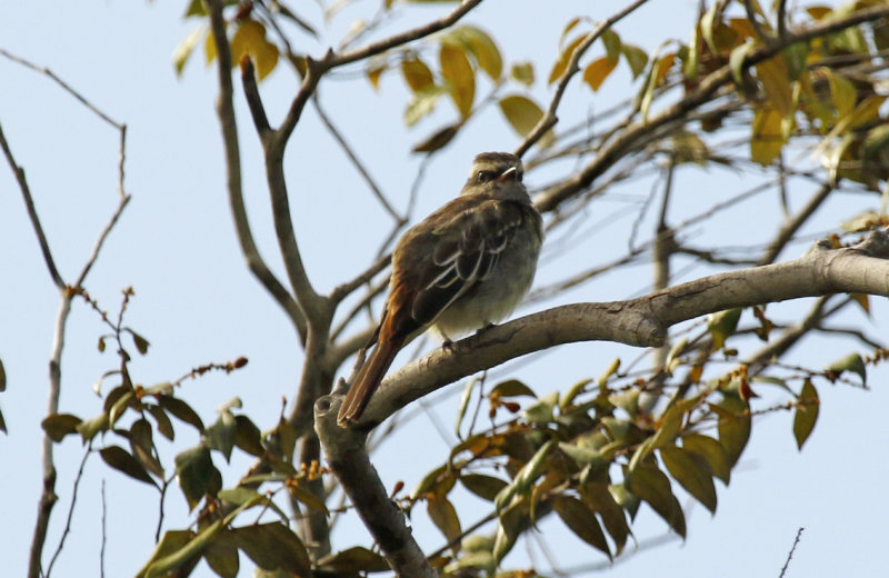 Variegated Flycatcher (Empidonomus varius) Suriname - Para, Powakka