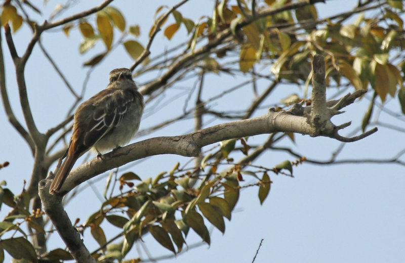 Variegated Flycatcher (Empidonomus varius) Suriname - Para, Powakka