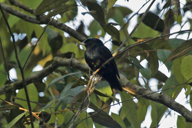 Black Manakin (Xenopipo atronitens) *Male* Suriname, Para, Powakka