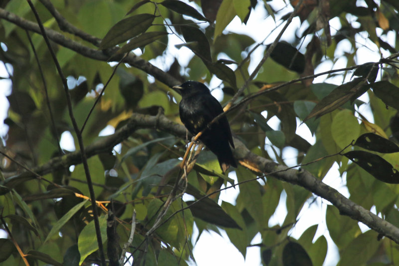 Black Manakin (Xenopipo atronitens) *Male* Suriname - Para, Powakka