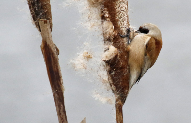 Passeriformes: Remizidae - Penduline Tits