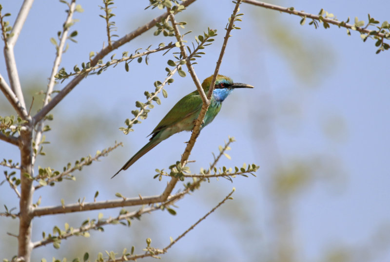 Arabian Green Bee-eater (Merops cyanophrys) Oman - Al Ansab Lagoons