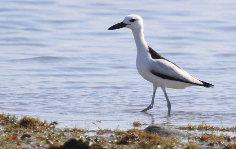 Charadriiformes: Dromadidae - Crab-plover