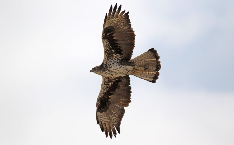 Bonelli's Eagle (Aquila fasciata fasciata) Oman - Tawi Atayr