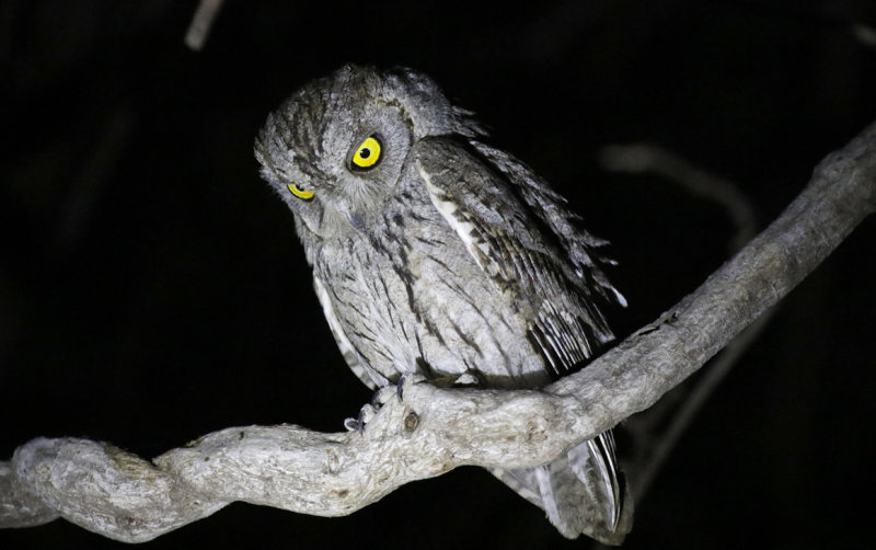 Arabian Scops Owl (Otus pamelae) Oman - Dhofar - Ayn Hamran