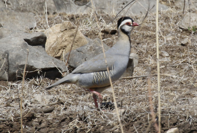 Arabian Partridge ssp melanocephala (Alectoris melanocephala melanocephala) Oman - Tawi Atayr