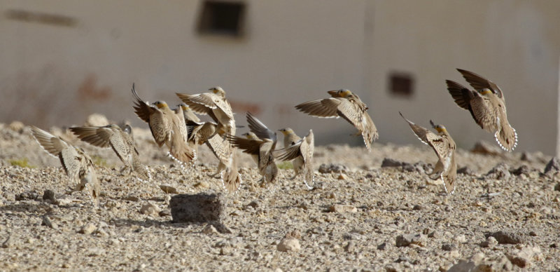 Crowned Sandgrouse (Pterocles coronatus) Oman - Mudayy