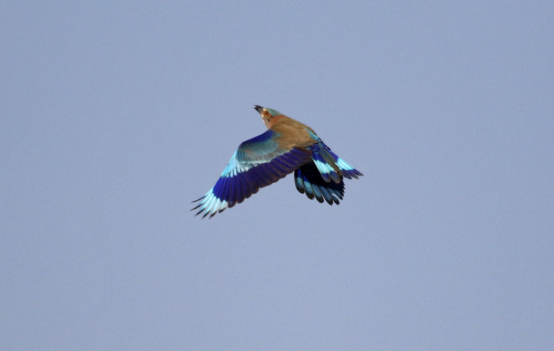 Indian Roller (Coracias benghalensis) Oman - Ras as Sawadi