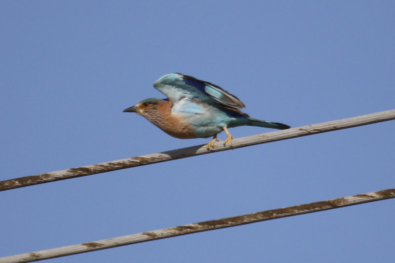 Indian Roller (Coracias benghalensis) Oman - Ras as Sawadi